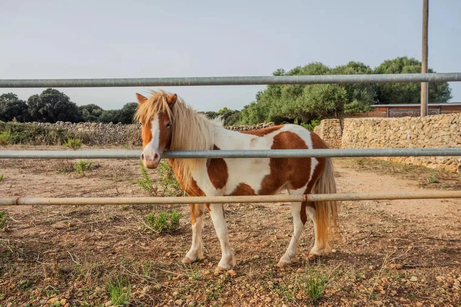 Farm stay Menorca Agroturismo Llimpet Alaior